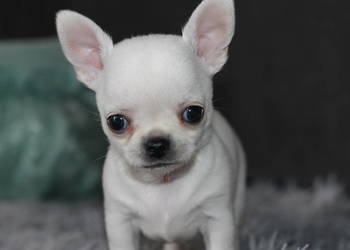 Gucci chihuahua ZKwP FCI prawdziwy rodowód!