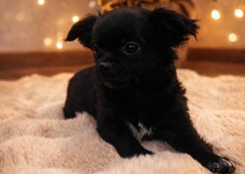 Chihuahua-  śliczny malutki piesek długowłosy