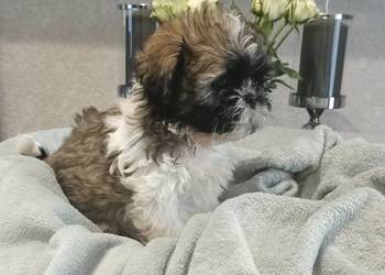 Shih Tzu piesek TOBI rodowód