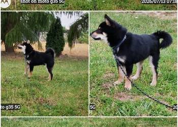 SHIBA INU - czteromiesięczny świetny szczeniaczek - ostatni z miotu