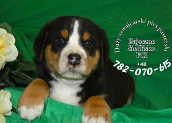 Duży Szwajcarski Pies Pasterski szczeniak szczeniaki szczenięta odbiór maj