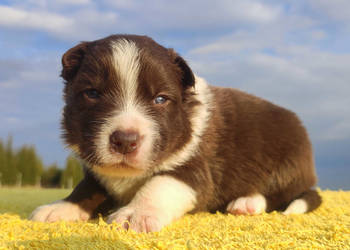 Rasowy sczeniak Border Collie czekoladowej maści z hodowli z pełną dok