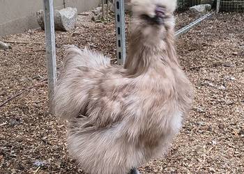 Siłka kogut 2025 rok