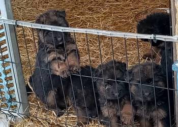 Owczarek niemiecki szczenię pies piesek