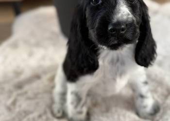 Cocker Spaniel Angielski sunia