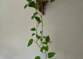 Filodendron pnący - kwiaty żywe ,zdrowe ,  dekoracyjne ,bardzo modne