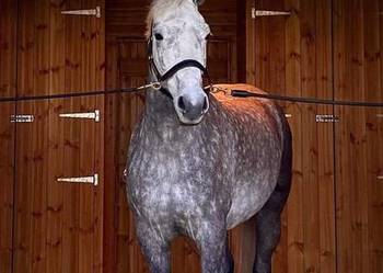 Solarium dla koni Drimee Sirocco Solarium dla koni Drimee Sirocco