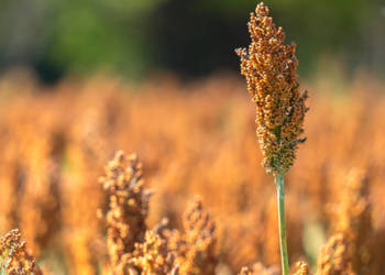 Wczesne sorgo na ziarno PONANT wczesne