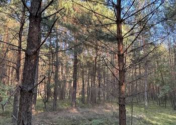las działka leśna 0,55 ha Nadrzecze k Biłgoraja udział,część działki
