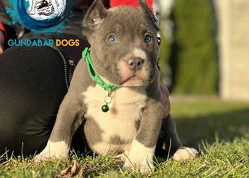 American Bully piesek ABKC