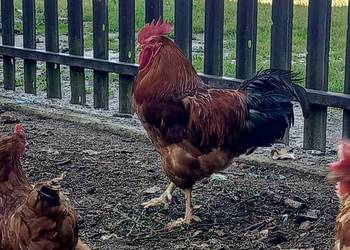 Sprzedam koguta rocznego