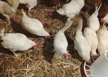 Kury nioski 30 tygodni leghorn