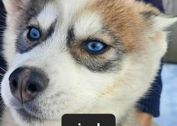 Syberiany husky mlode