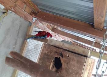 Sprzedam rozellę białolicę