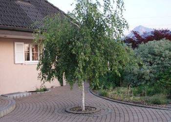 Brzoza brodawkowata 'Youngii', 'Long Trunk', wysokość od 1.9 do 2m