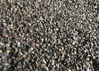 Sprzedam Grykę hreczka