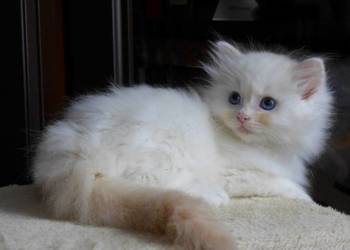 Kremowe i rude kocurki Ragdoll