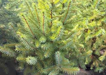 Świerk serbski, Picea Omorica, rośliny w doniczkach