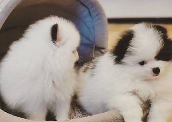 Sliczne Szpic Pomeranian Szczenieta