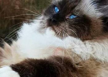 Piękne kocięta Ragdoll z rodowodem i wyprawką