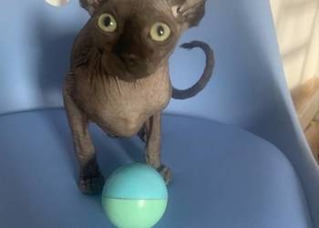 Sfinks Kanadyjski. Do odbioru kocurek. Rodowód