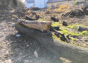 Sprzedam jesion klon w kłodach