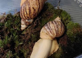 Ślimaki Afrykańskie  Lissachatina Reticulata albino
