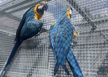 Ara Ararauna Samica 25r