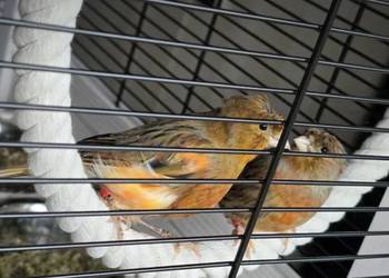 Kanarki śpiewające czerwone z koroną