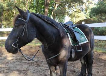 Sprzedam karego wałacha PKZ 6 lat, około 160cm