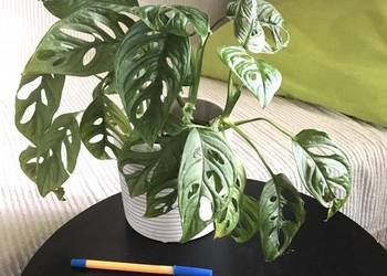 Monstera Monkey