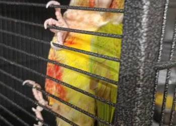 Rudosterka zielonolica pineapple samiec z dokumentacją