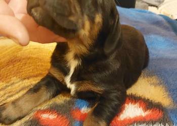 Gończy polski szczeniaczki