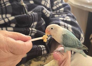 Papuzka Nierozlaczka mlodzutka