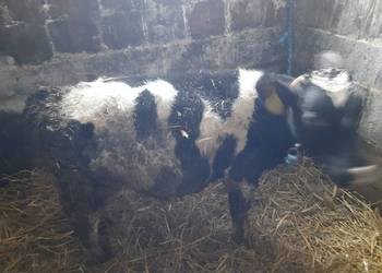 Sprzedam byczka czteromiesięcznego