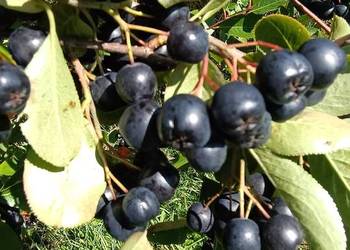 Aronia ekologiczna piękne owoce aronii wysyłka aronie kurierem DPD