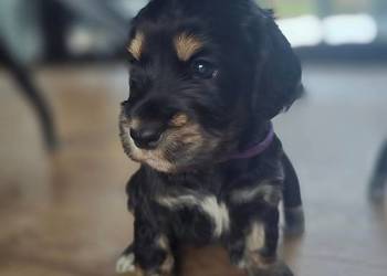 Cocker Spaniel Angielski