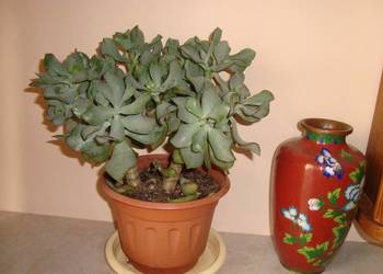 Kwiatek, drzewko dekoracyjne