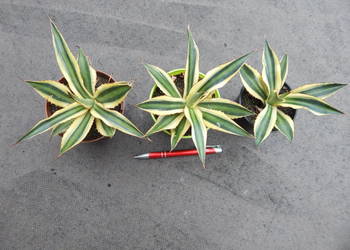 Agawa w czterech kolorach - Agave lophantha Quadricolor - 3 letnia sadzonka