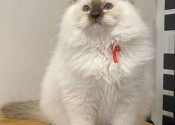 Kotka  ragdoll gotowa do odbioru FPL