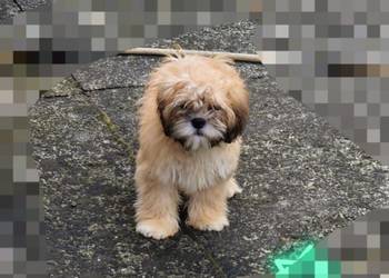 Lhasa apso kuzyn shih tzu