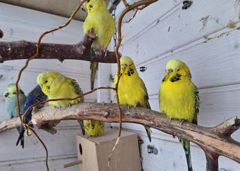 Papugi faliste rasowe i Nimfy Wystawowe