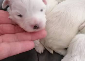 Piękny Maltańczyk z rodowodem