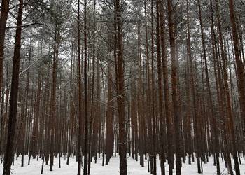 las działka leśna 0,55 ha Nadrzecze k Biłgoraja część działki