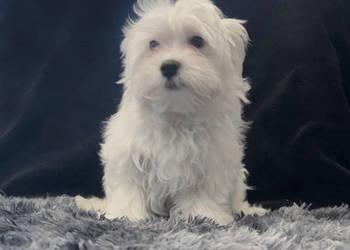 Maltańczyk - dostępny piesek