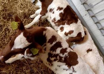 Sprzedam byczki mięsne