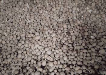Sprzedam ziemniaki sadzeniaki odmiana Lili 35 x 50 mm 100 zł za 100 kg