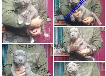 Amstaff , American staffordshire terrier