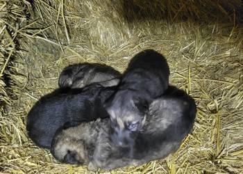 Szczeniaki owczarka niemieckiego