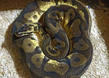 Samiec leopard enchi pastel yellow belly dorosły